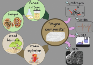 Steam Explosion: A Booster for Fungal Growth in a Myco-composite