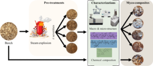 Cell Wall Chemical and Structural Changes of Wood by Steam Explosion to Increase Fungal Growth for Myco-Composite Production